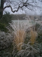 Icy Grasses at Waterperry Gardens