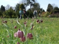 Waterperry Gardens fritillaries